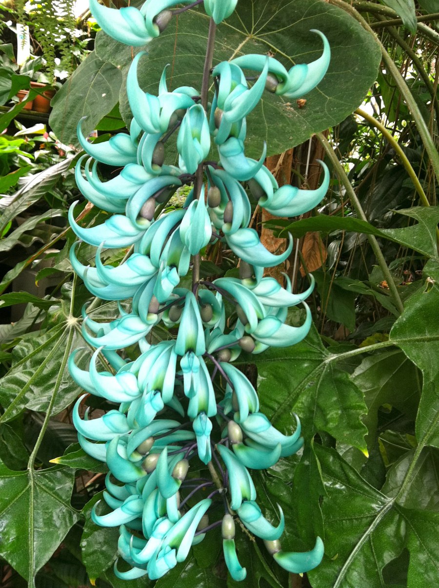 Jade Vine цветок