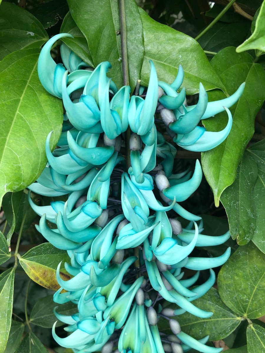 Стронгилодон крупнокистевой (Jade Vine)