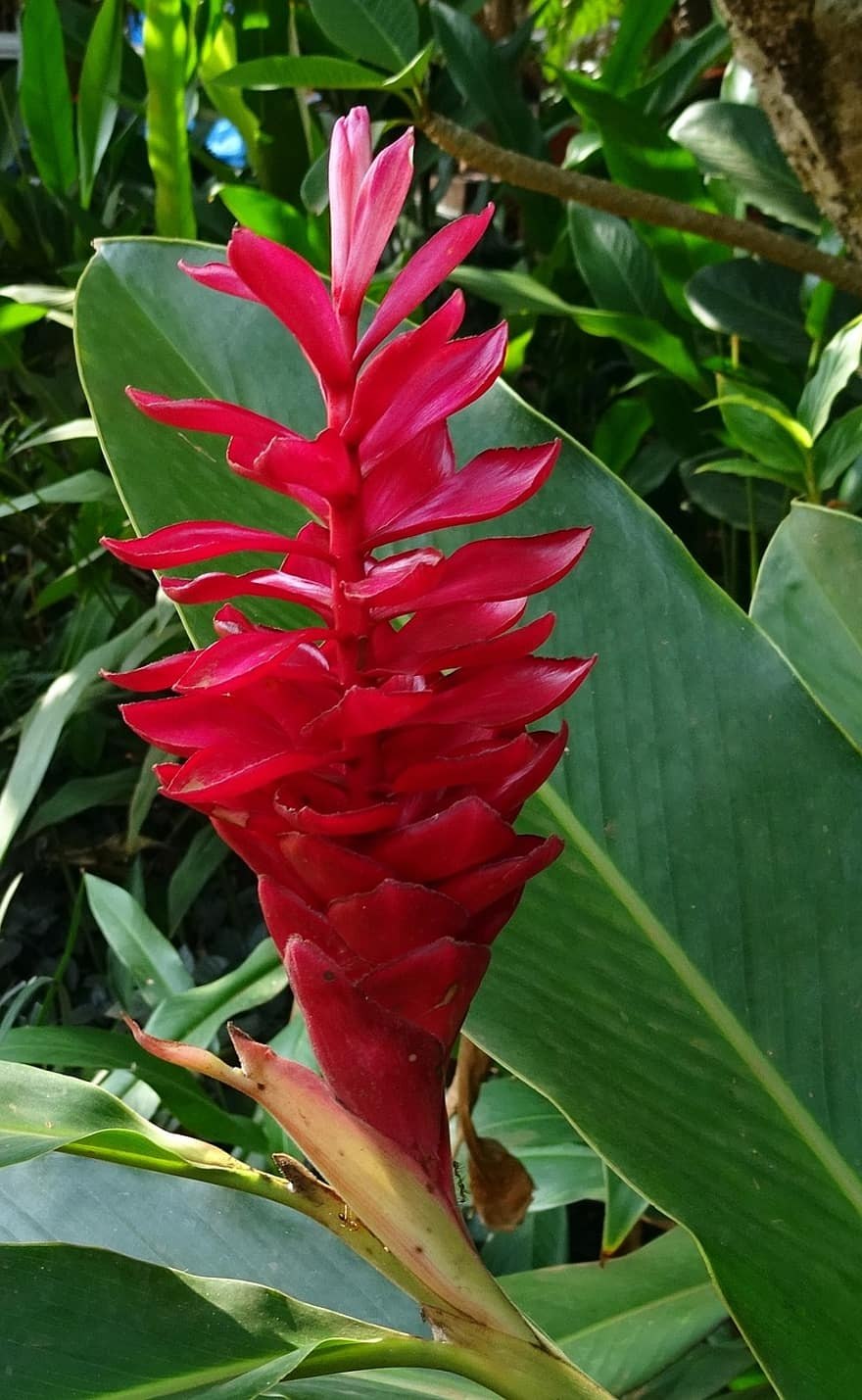 Альпиния пурпурная зерумбет