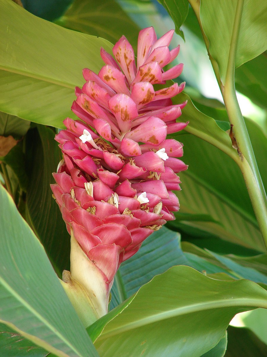 Альпиния (Alpinia) purpurata (92)