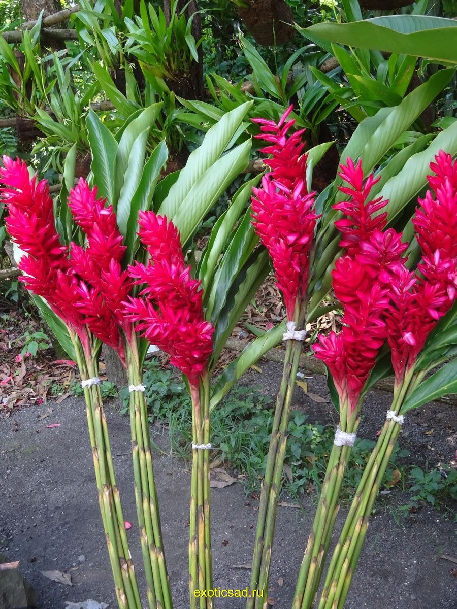 Альпиния (Alpinia) purpurata (92)