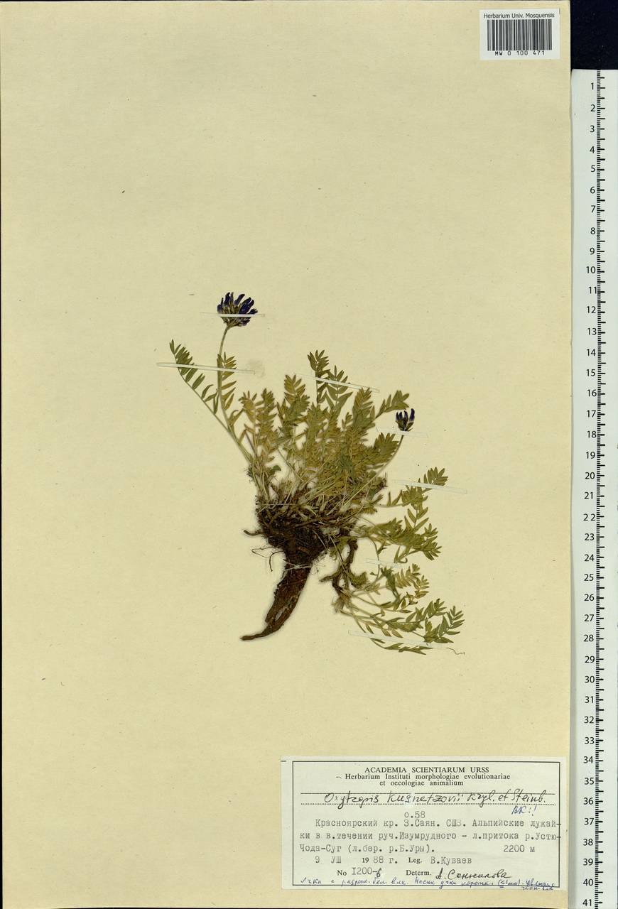 Oxytropis campanulata рисунок