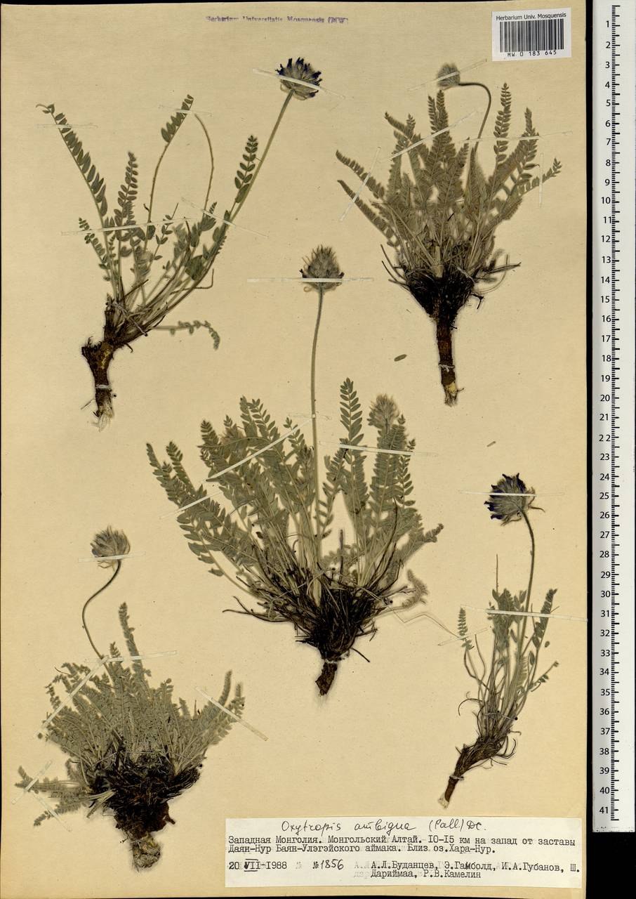 Oxytropis eriocarpa