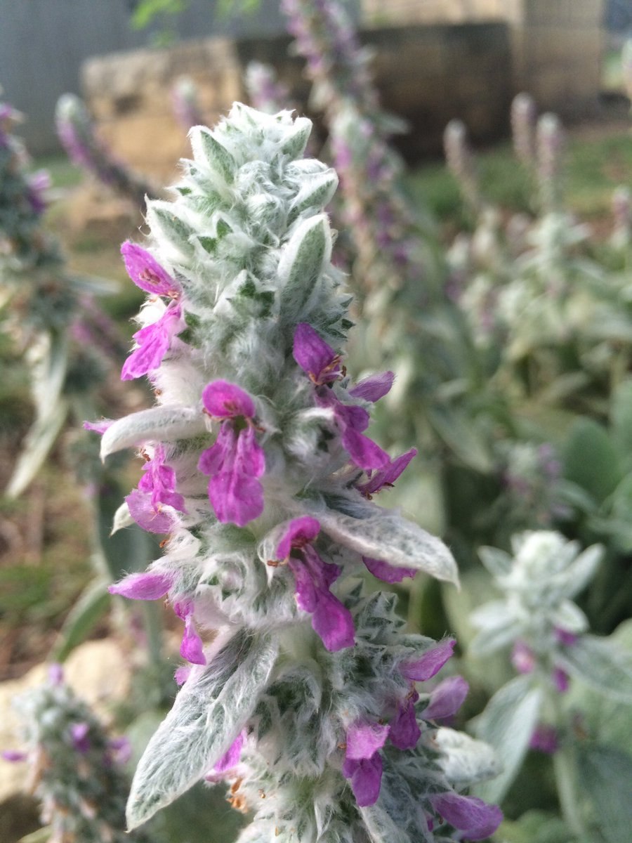 Чистец ложнохлопьевидный