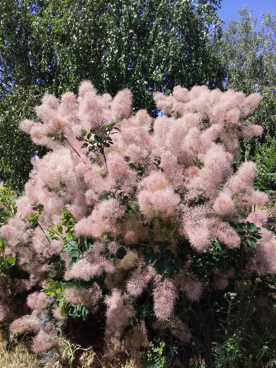 Скумпия Кожевенная (Cotinus coggygria `Royal Purple`)
