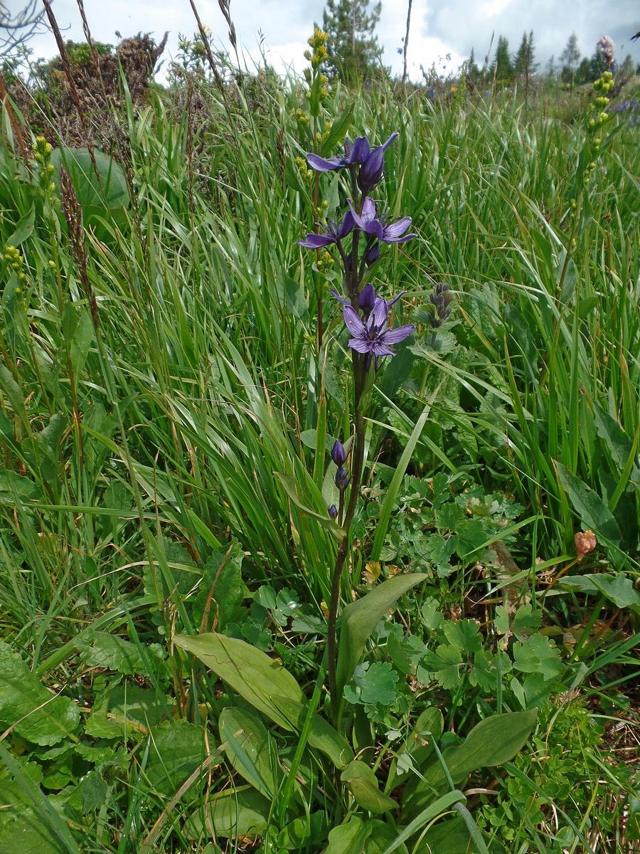 Swertia obtusa