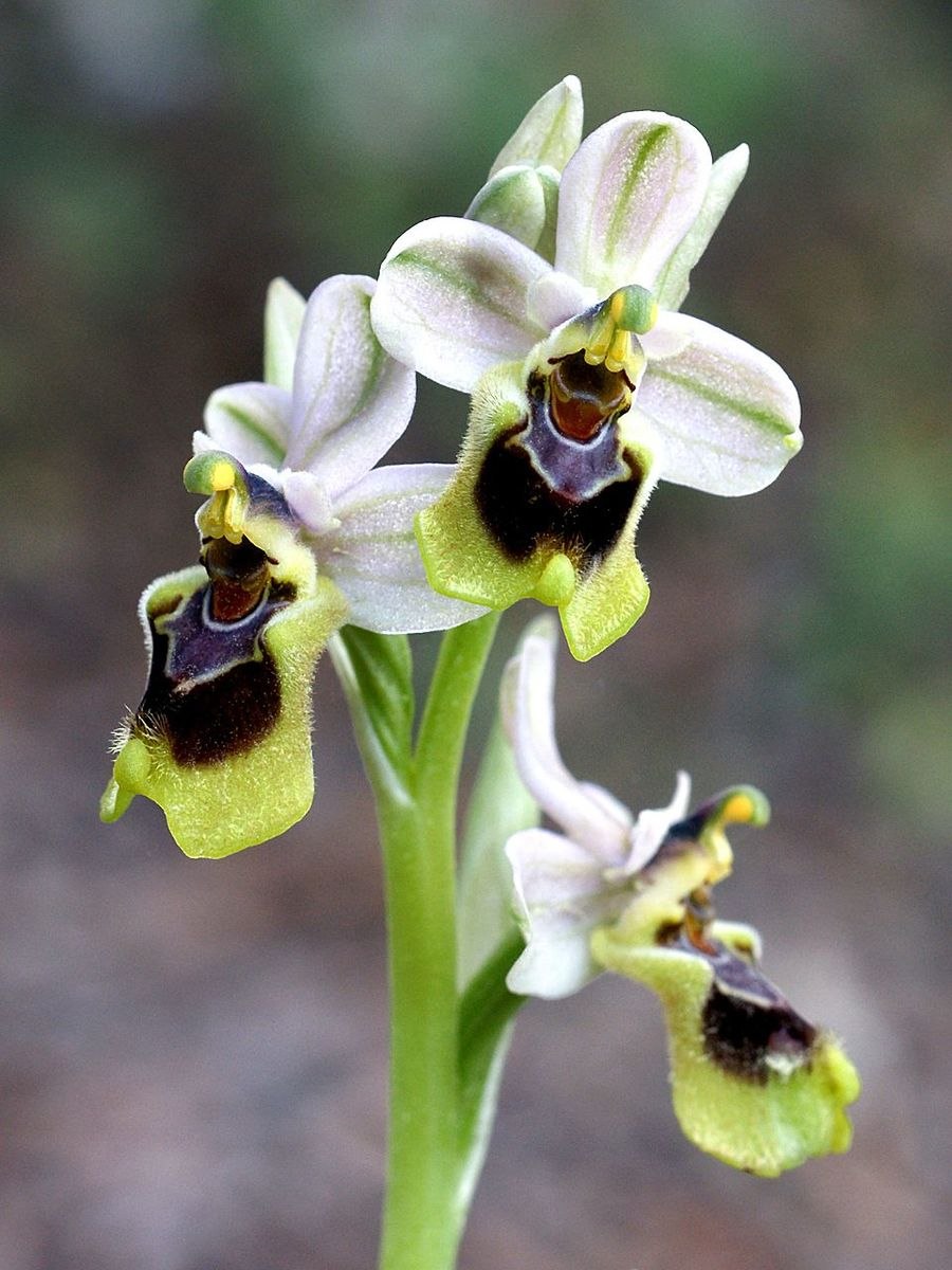 Ophrys tenthredinifera