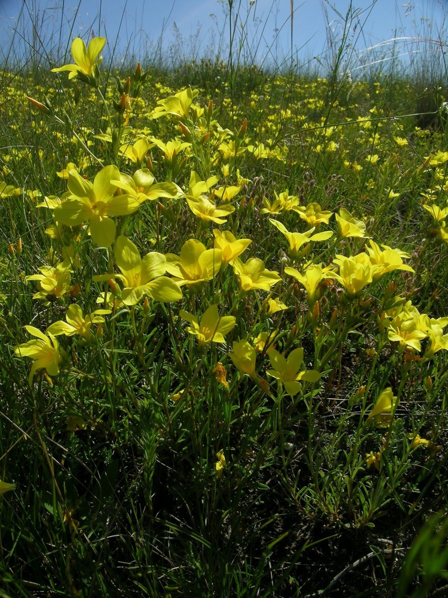 Заповедник Ямская степь Белгородская область