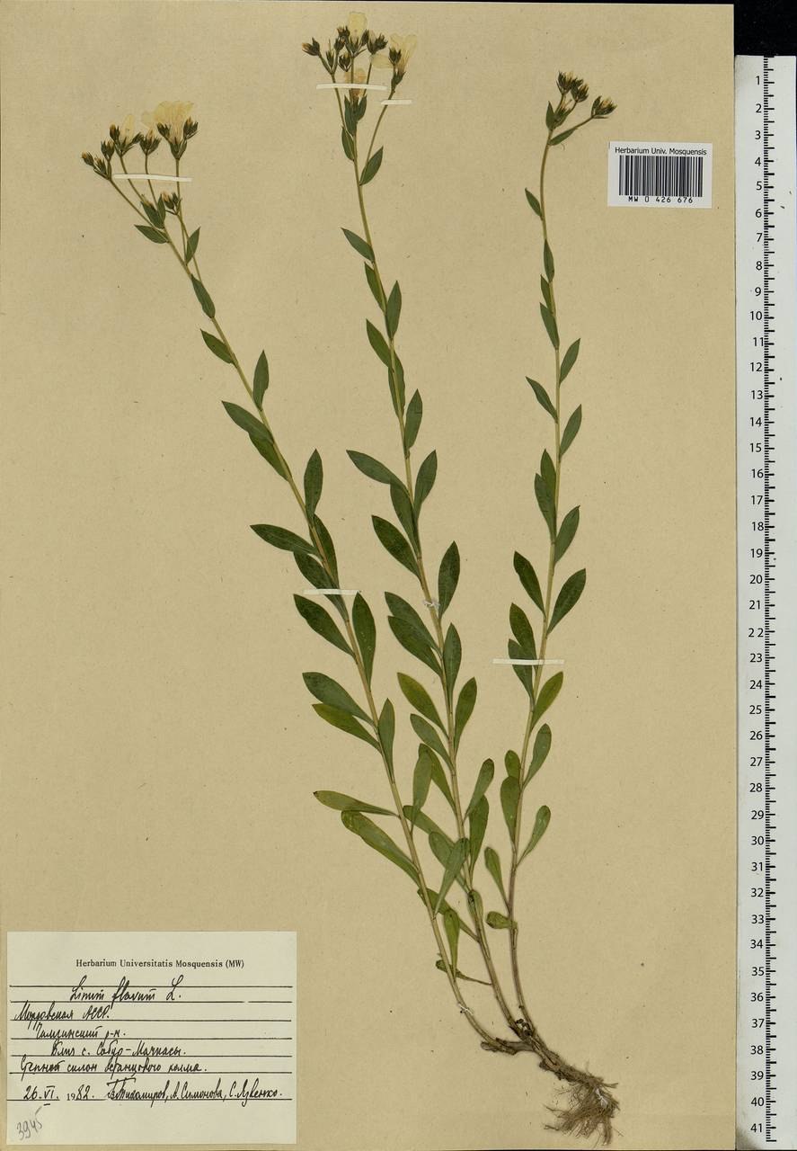 Где растет лен