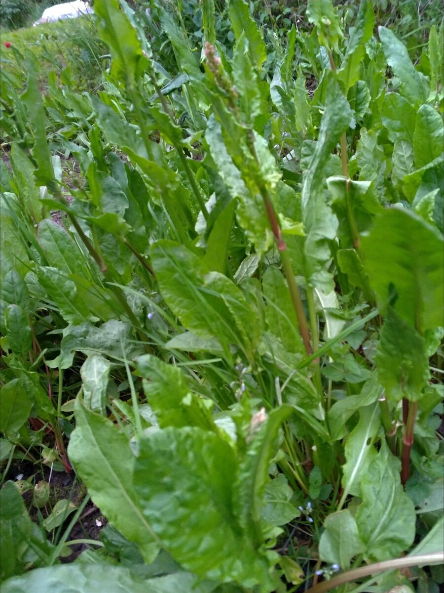 Щавель подложка 100г