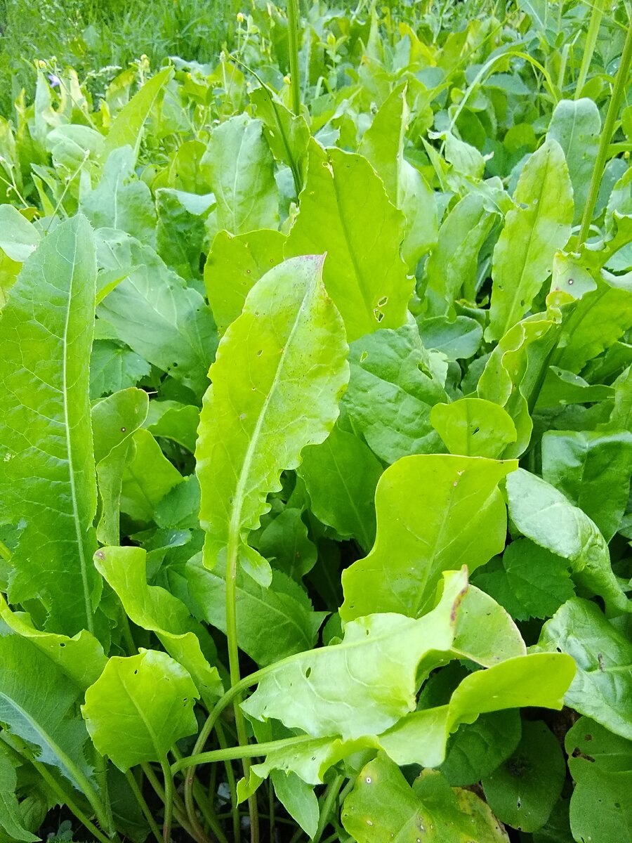 Щавель Шпинатный