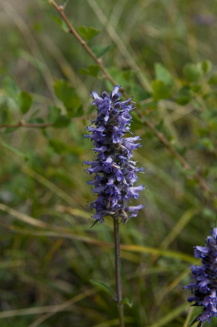 Шизонепета многонадрезная