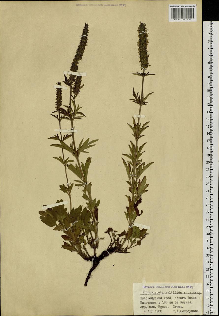 Шизонепета многонадрезанная рисунок