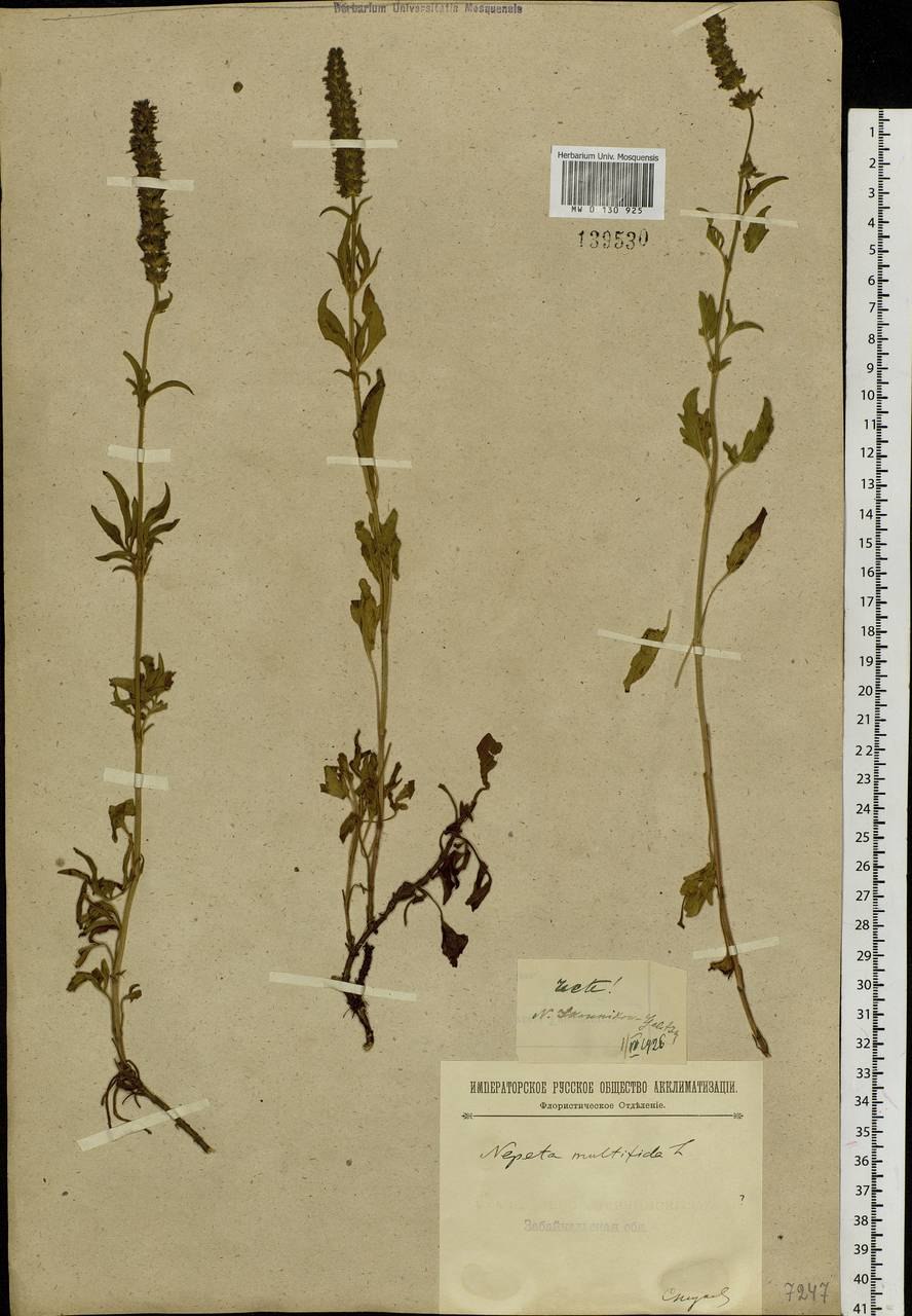 Аналог травы шизонепета