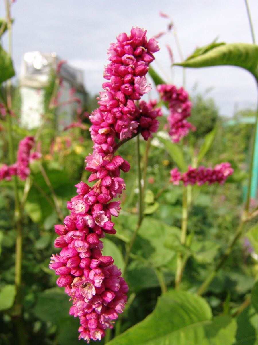 Горец растение