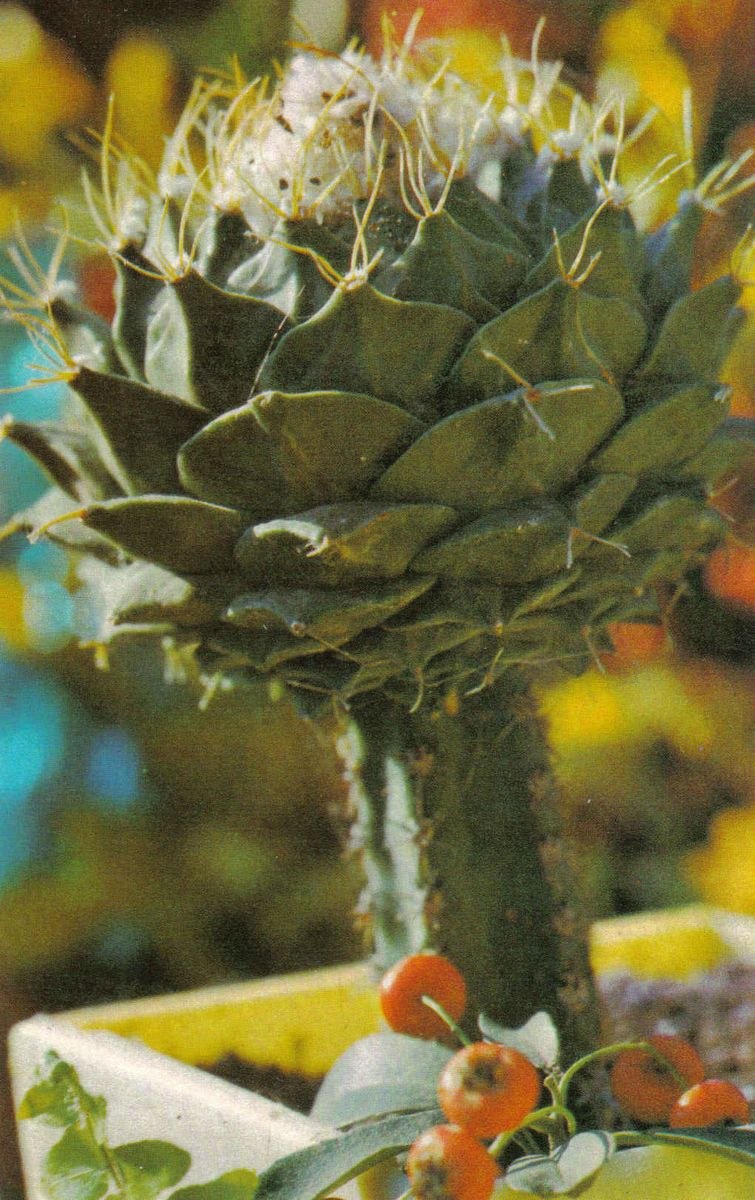 Astrophytum Caput-Medusae