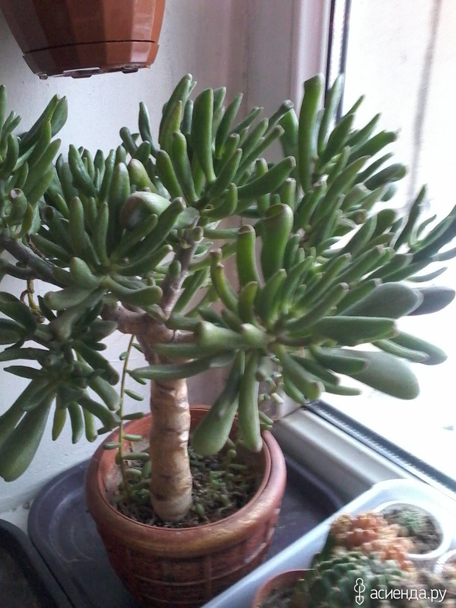 Sempervivum ruthenicum