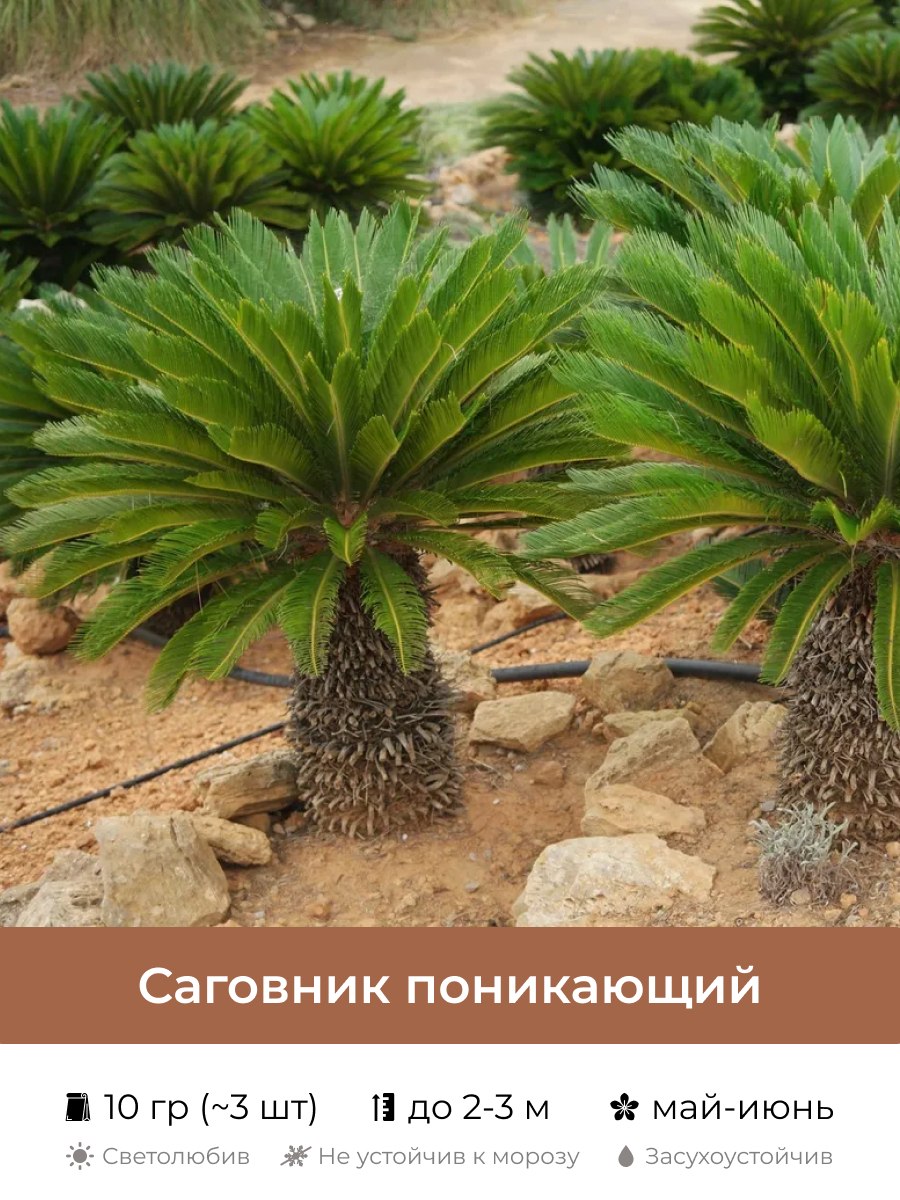 Саговник плосколистный