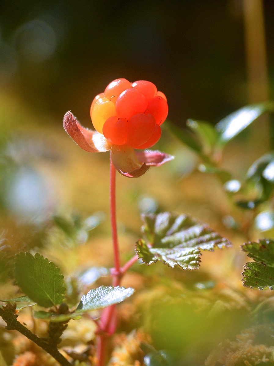 Splachnum ampullaceum