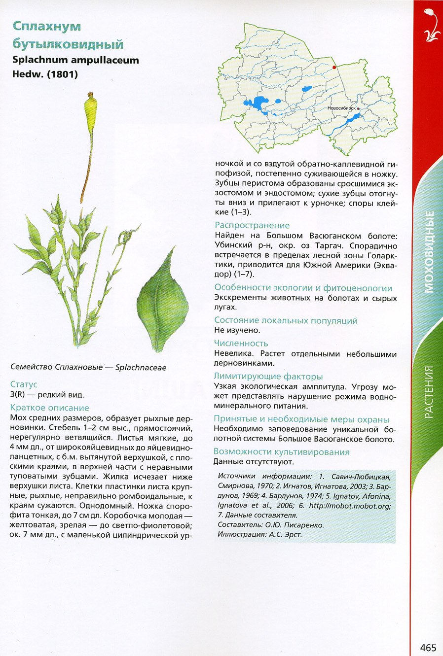 Башмачок крупноцветковый