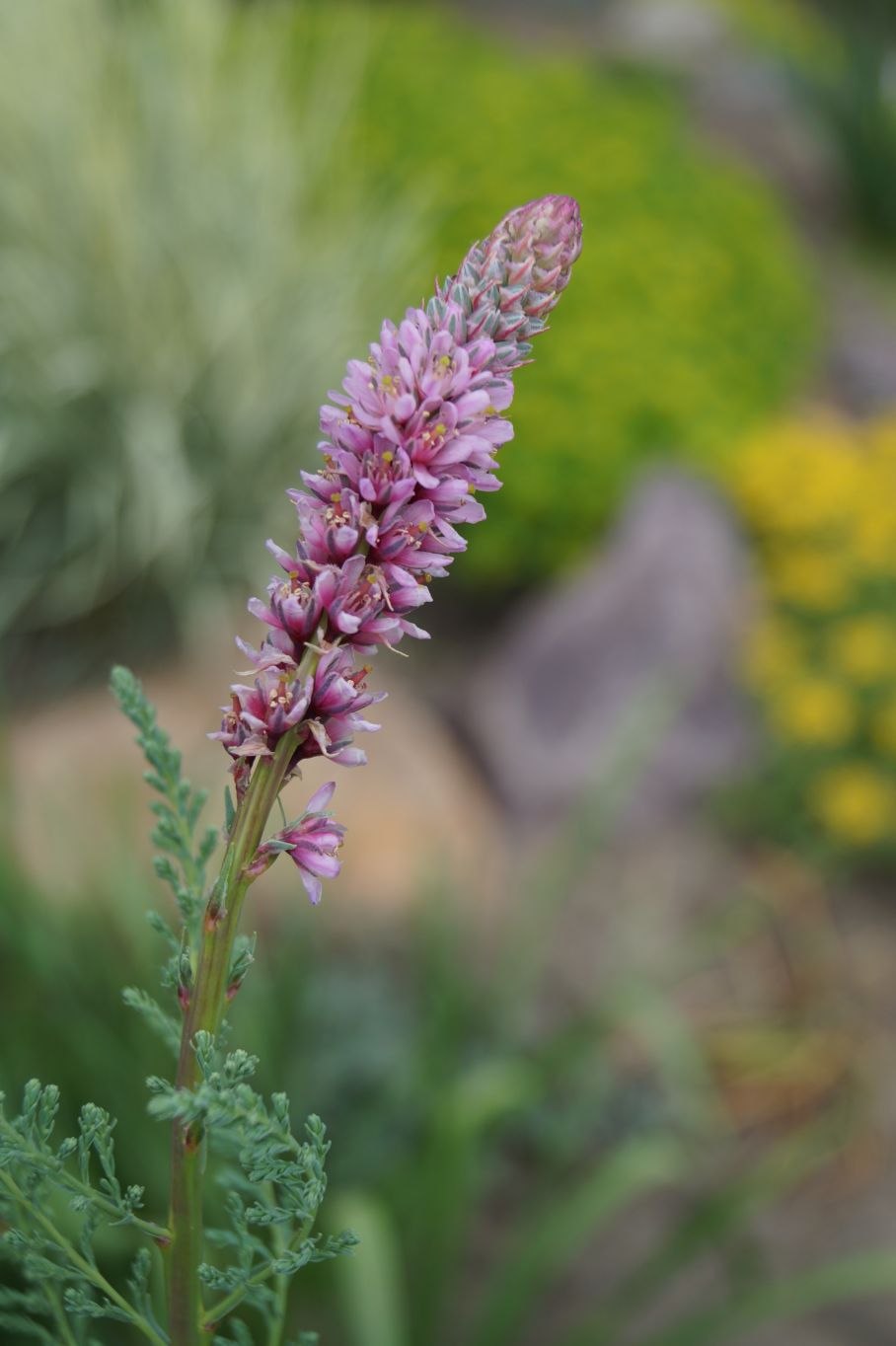 Мирикария (тамарикс)