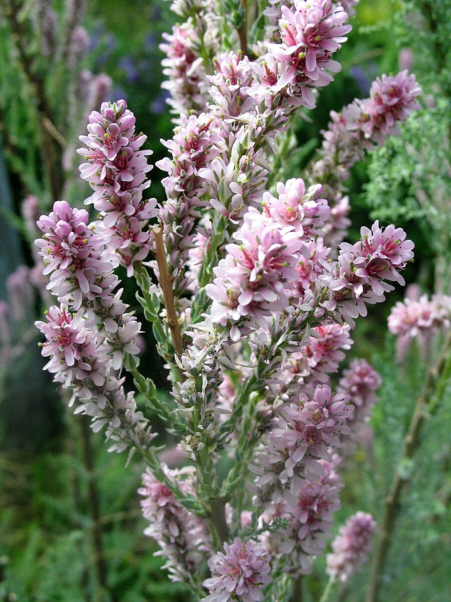 Мирикария (тамарикс)