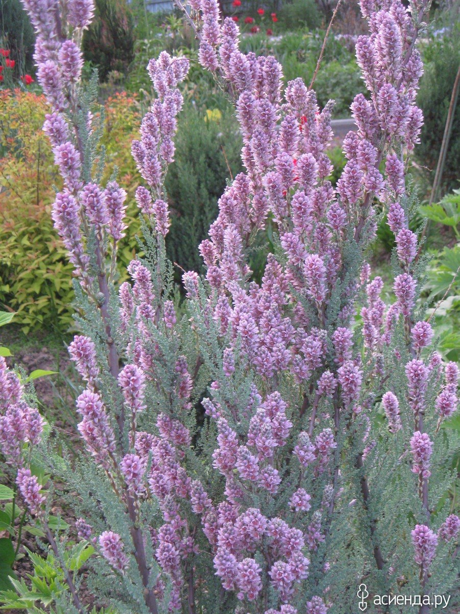 Мирикария (тамарикс)