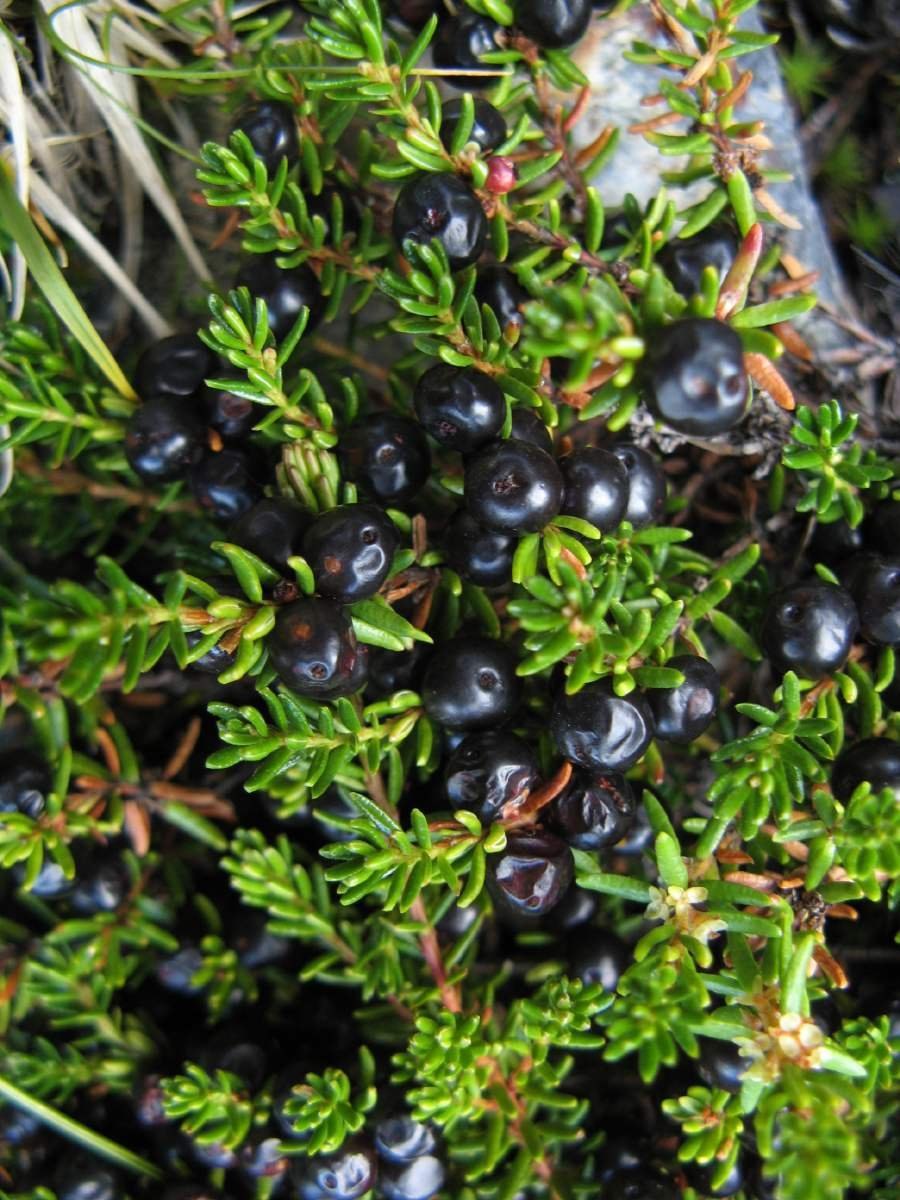 Empetrum nigrum водяника черная