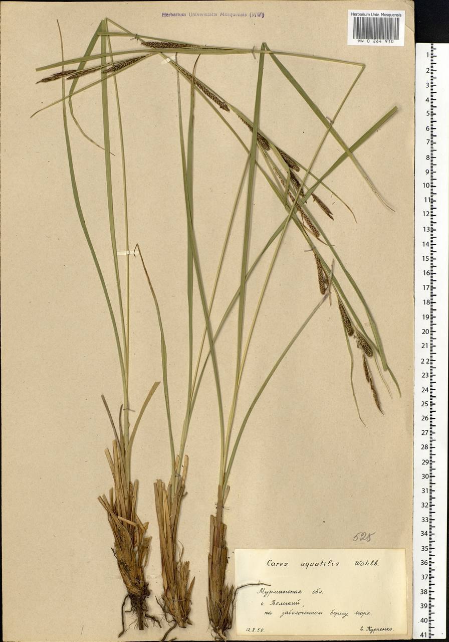 Осока прямостоячая Carex aquatilis