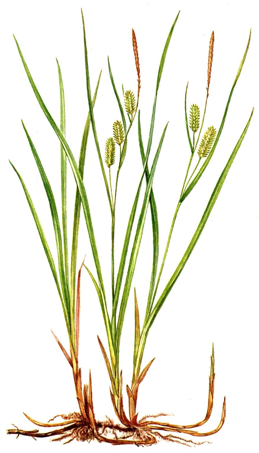 Осока острая (Carex acuta)