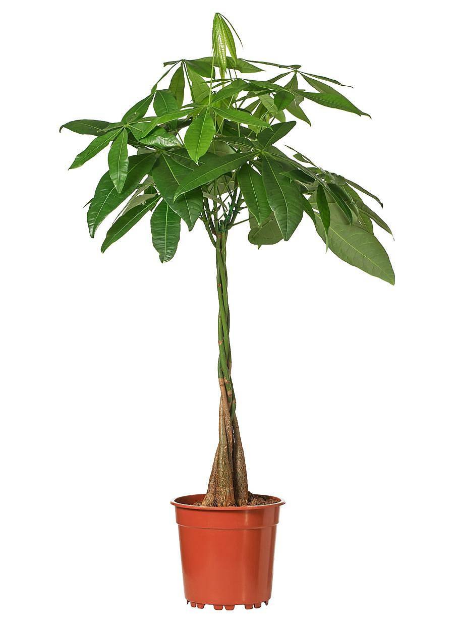 Растение пахира Акватика