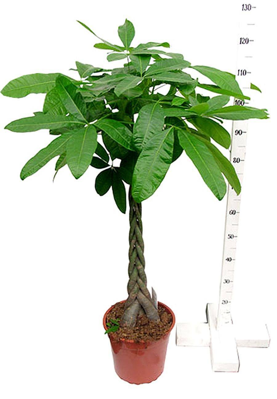 Пахира водная