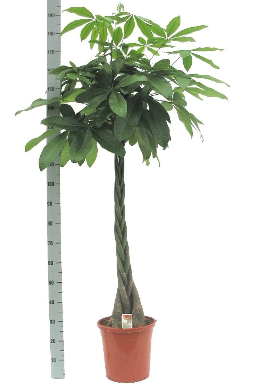 Пахира баобаб