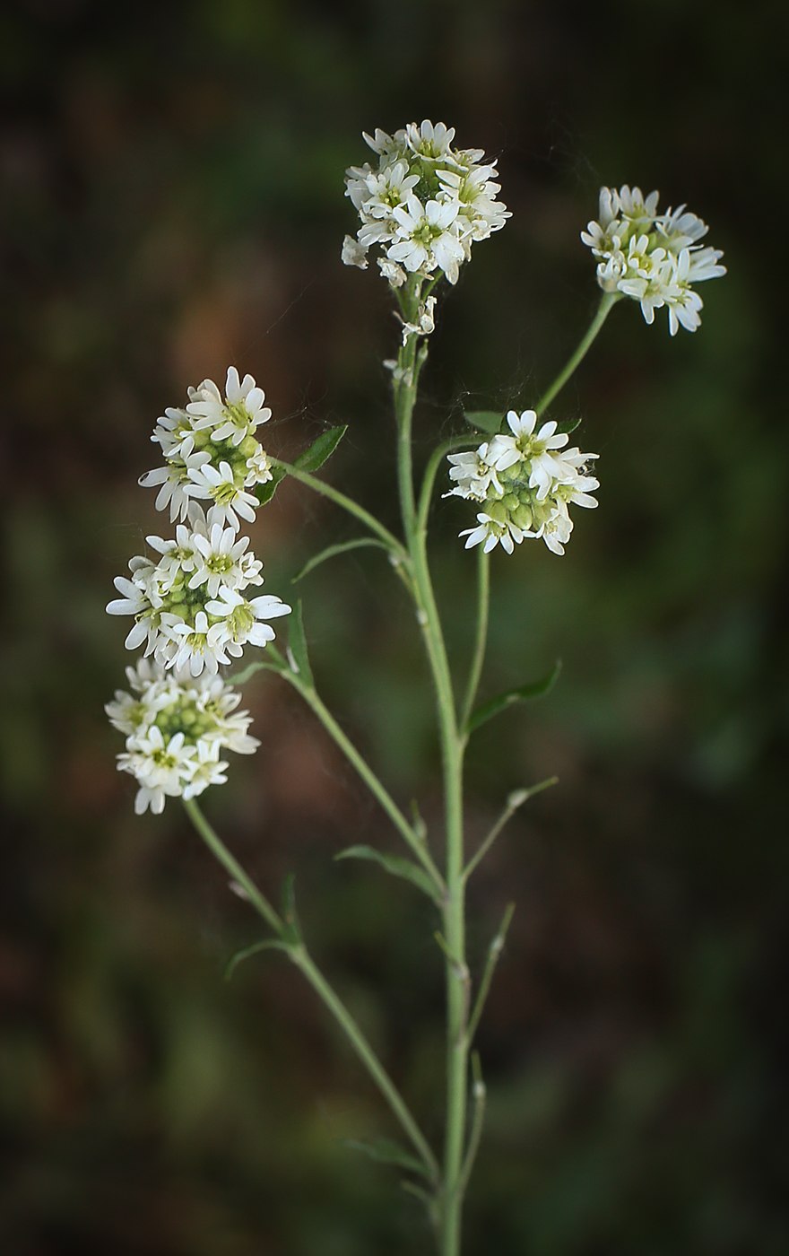 Икотник серо-зеленый