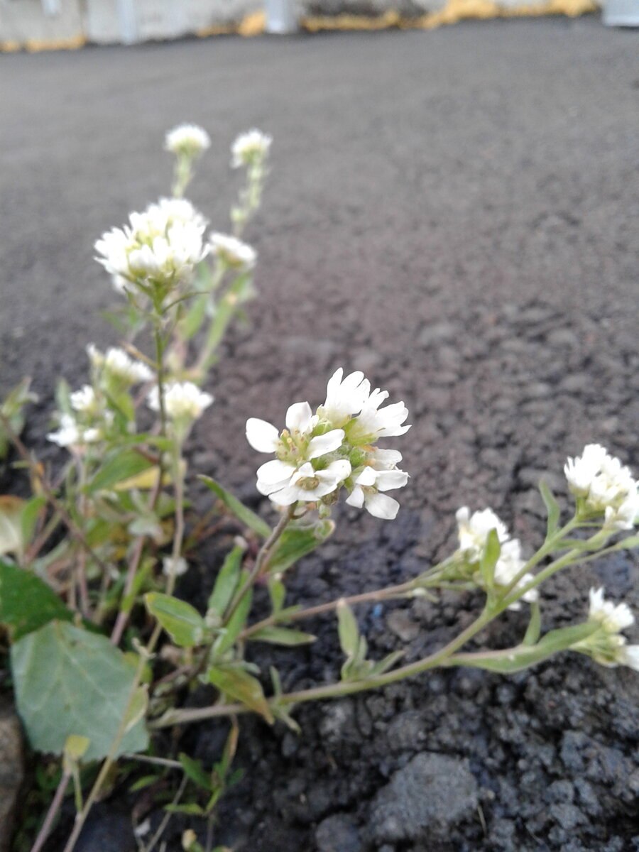 Икотник седой