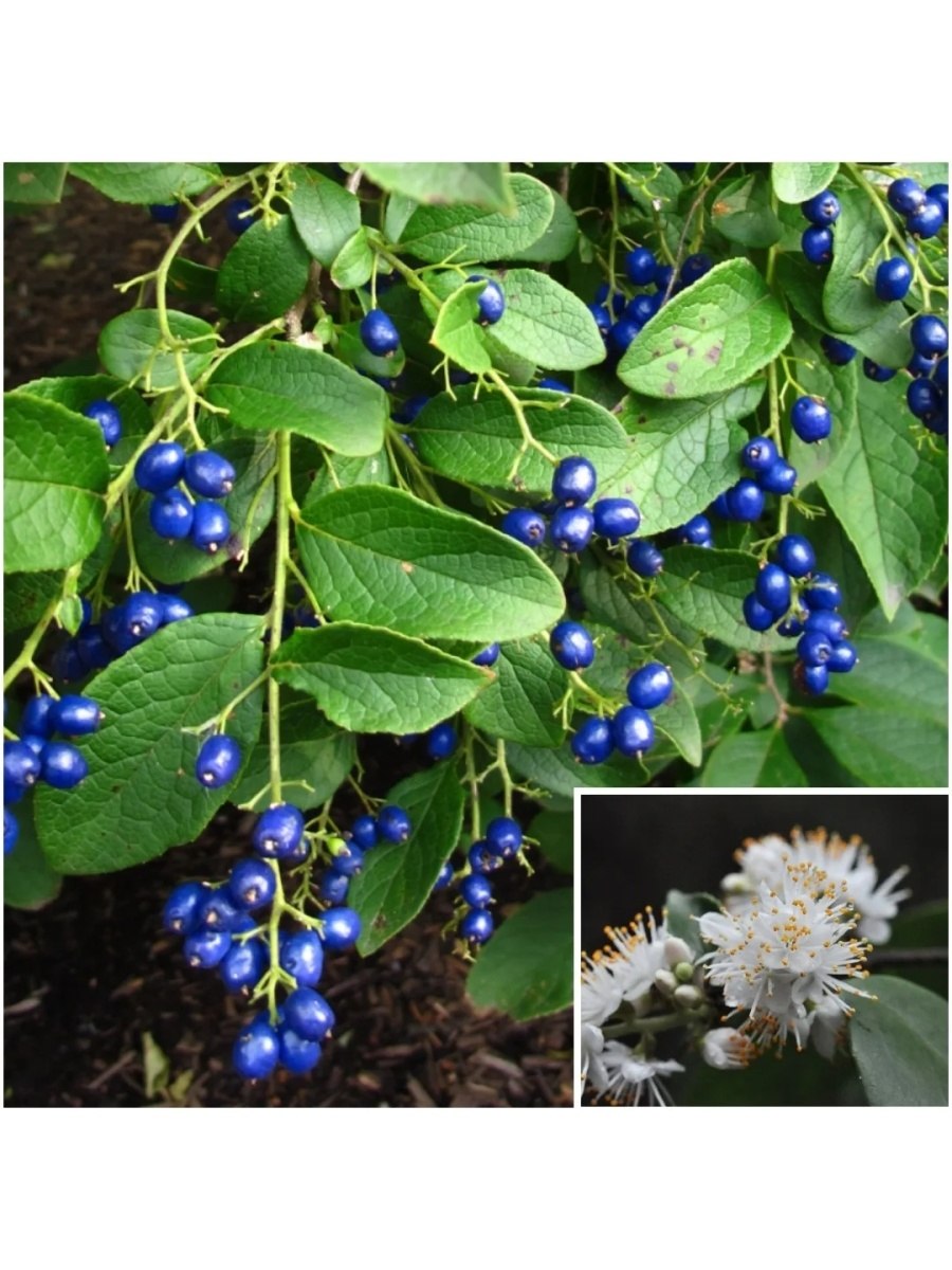 Hippophae rhamnoides (облепиха крушиновидная) 'Hikul' или 'Silver Star'