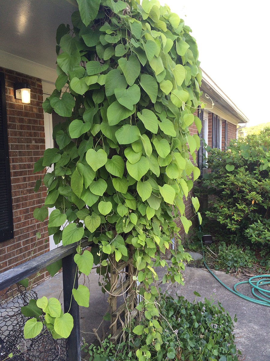 Кирказон кавказский