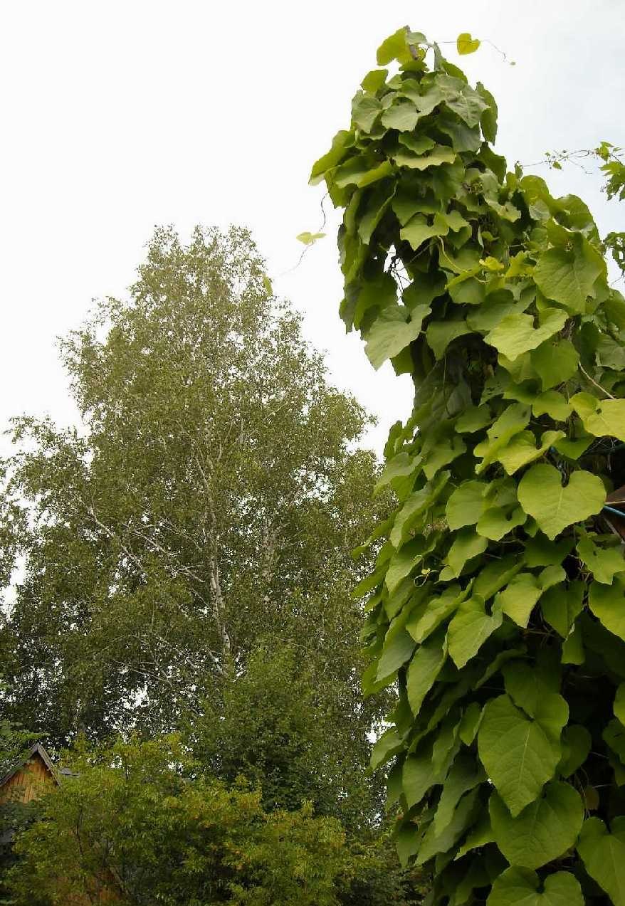 Аристолохия кирказон