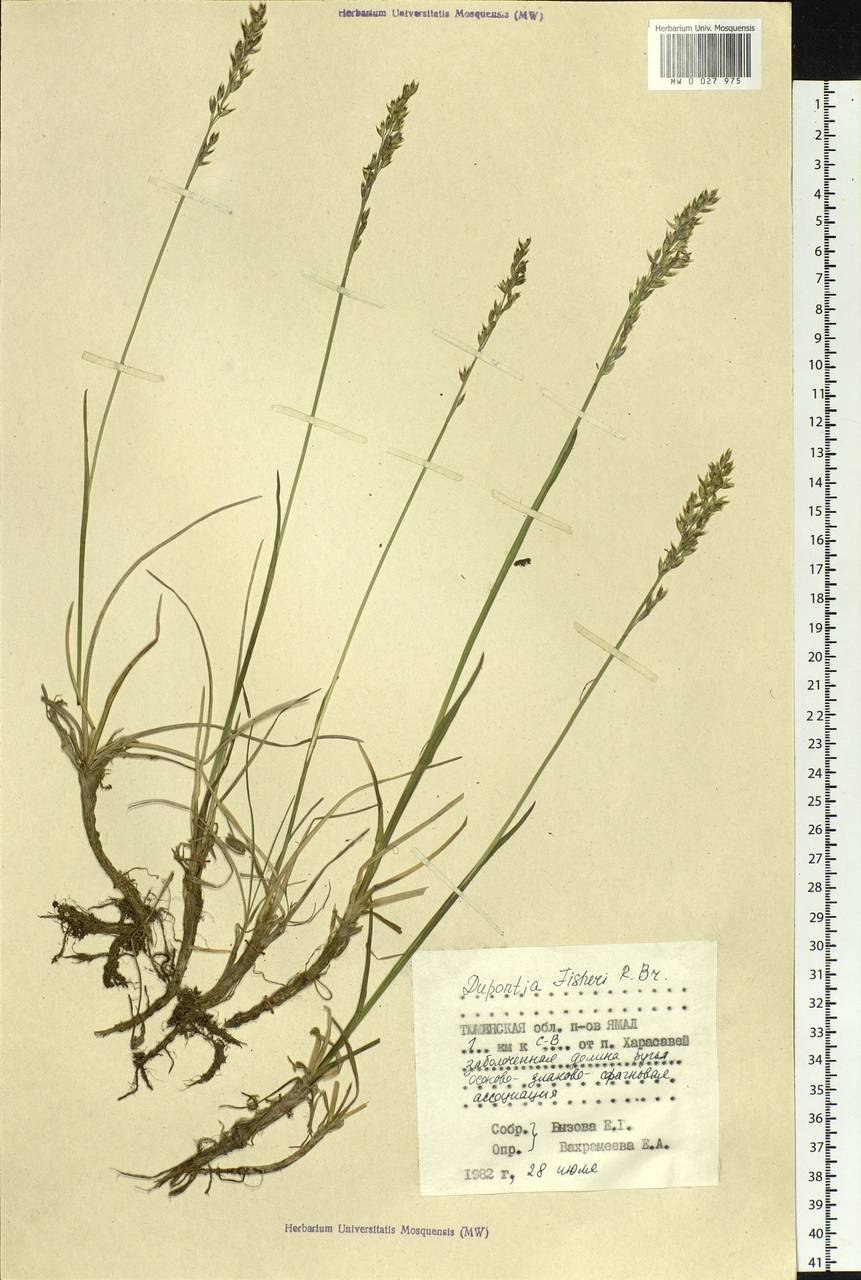 Дюпонция Фишера ареал