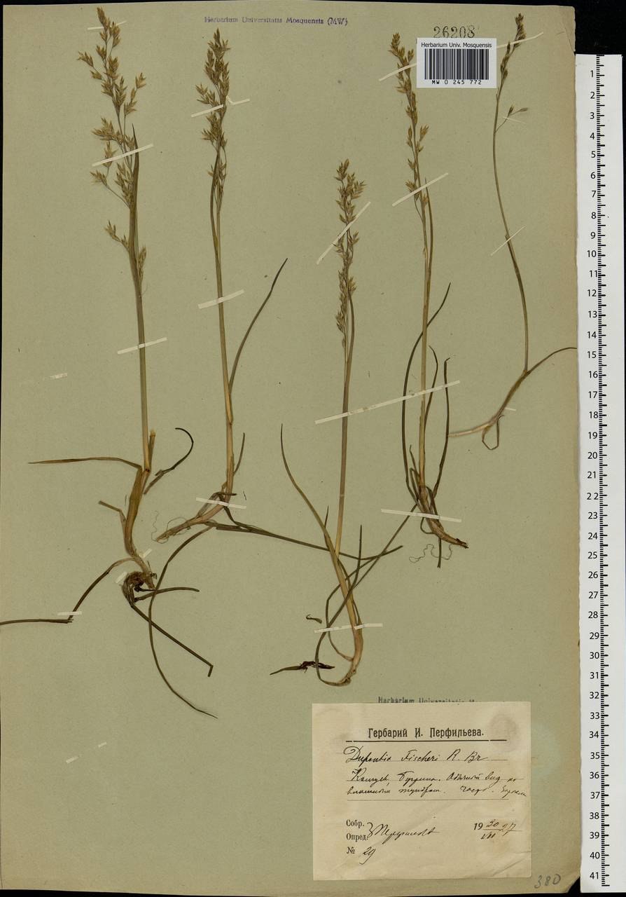 Дюпонция Фишера