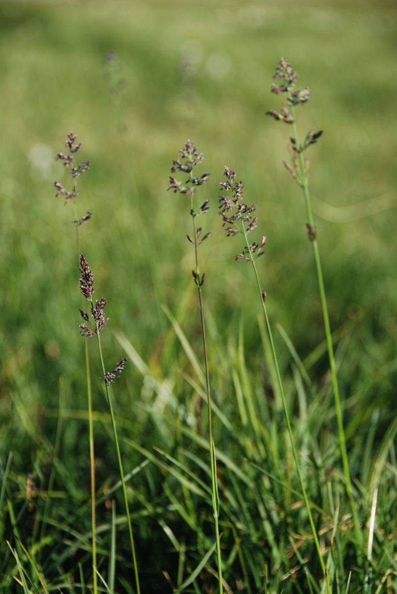 Арктополевица широколистная
