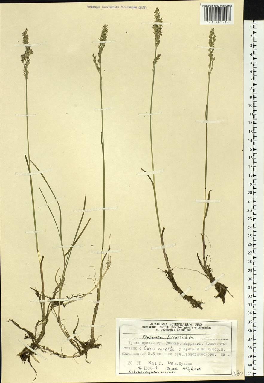 Дюпонция Фишера