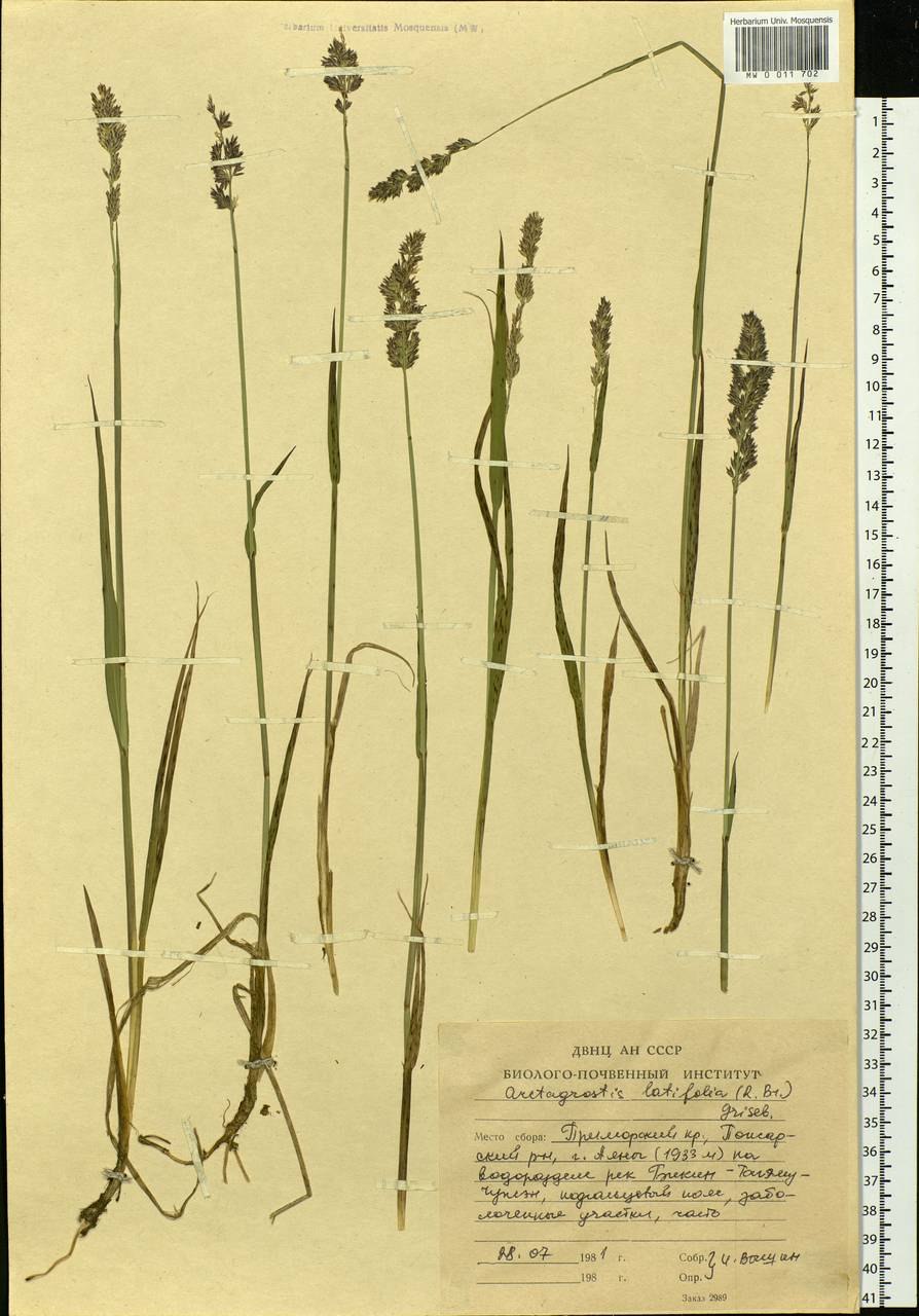 Фото основания растения