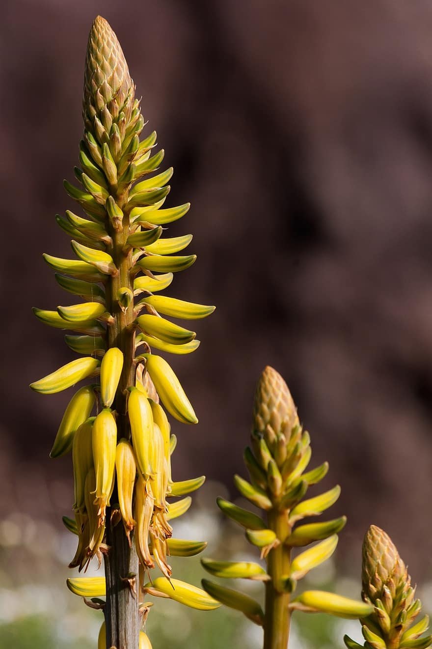 Алоэ древовидное (Alóe arboréscens)