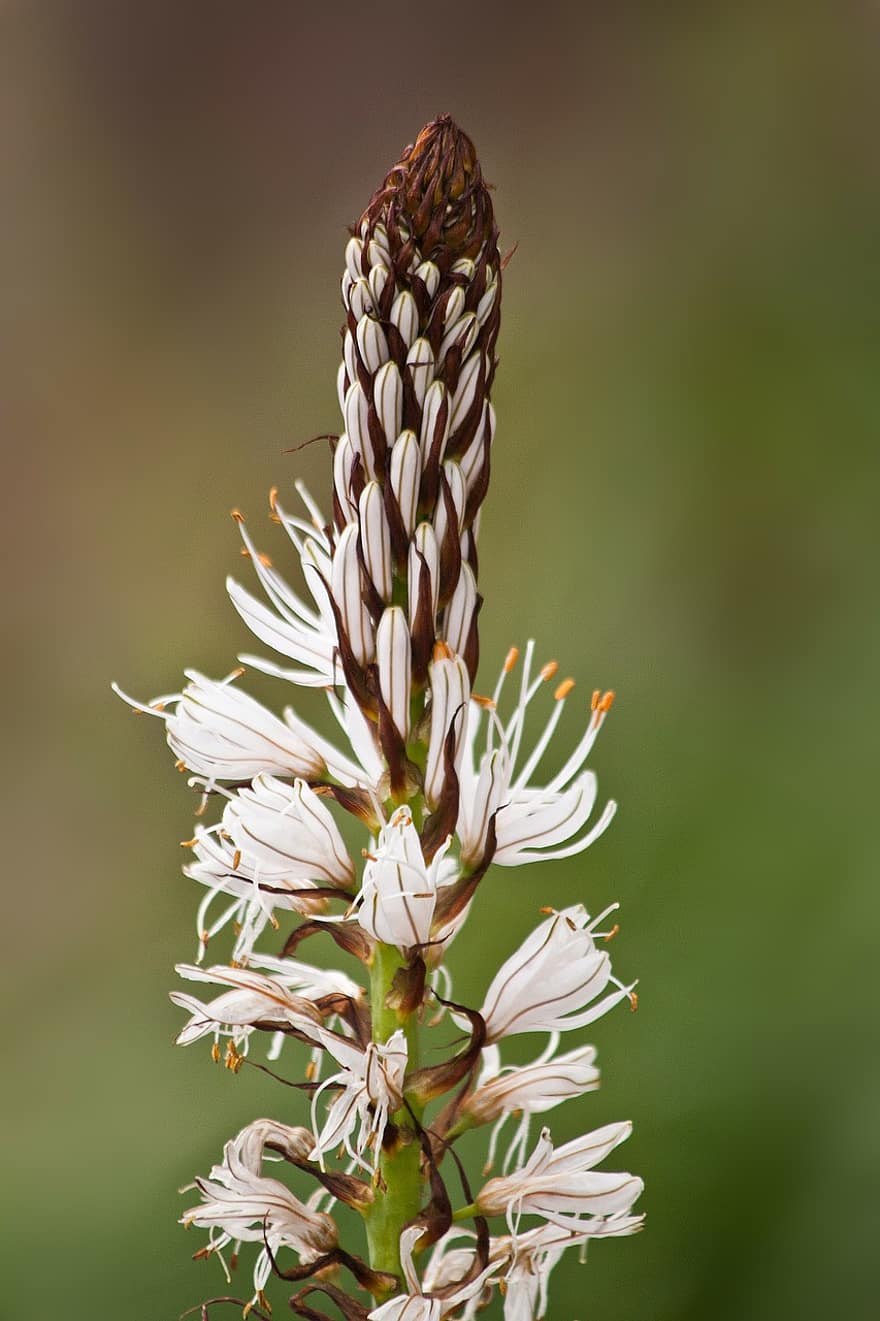 Алоэ Вера семейство Асфоделовые