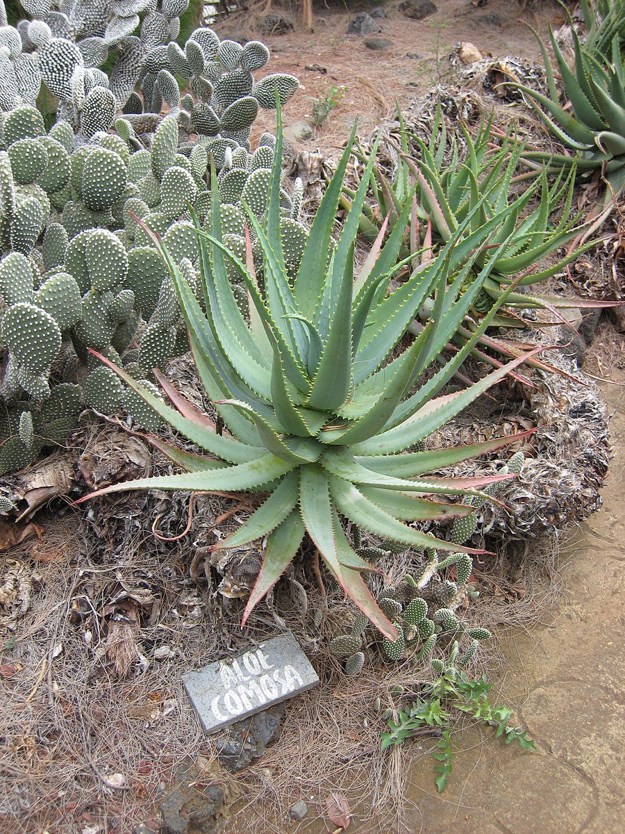Aloe arborescens