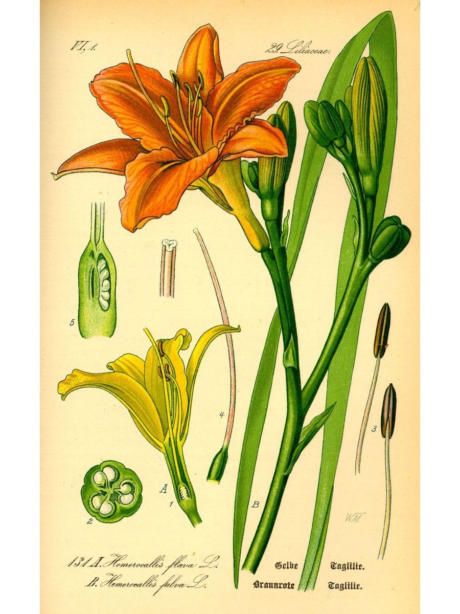 Асфоделовые подсемейство