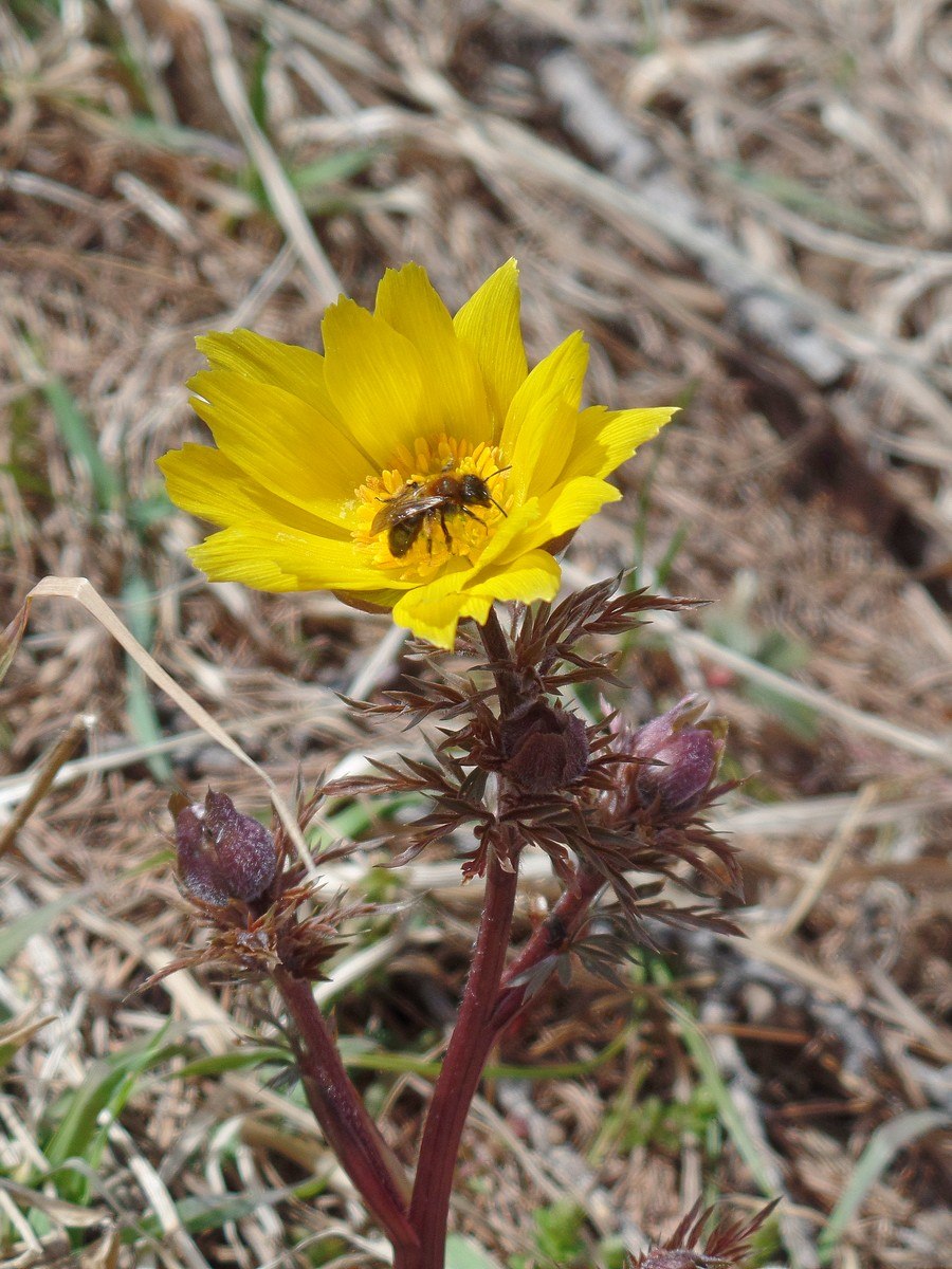 Адонис весенний
