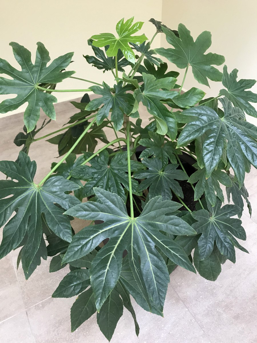 Фатсия japonica