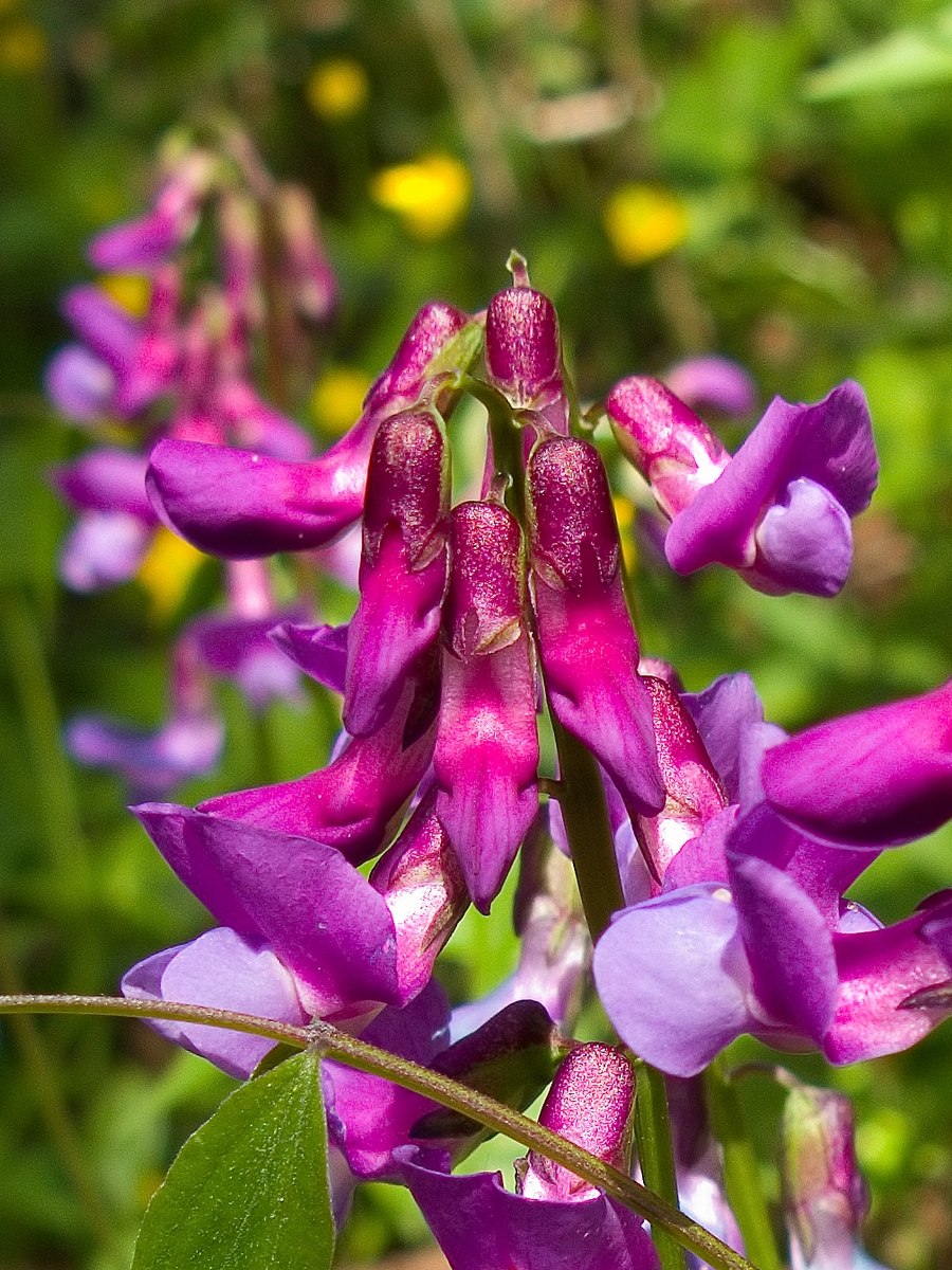 Чина Весенняя, сочевичник (Lathyrus vernus)